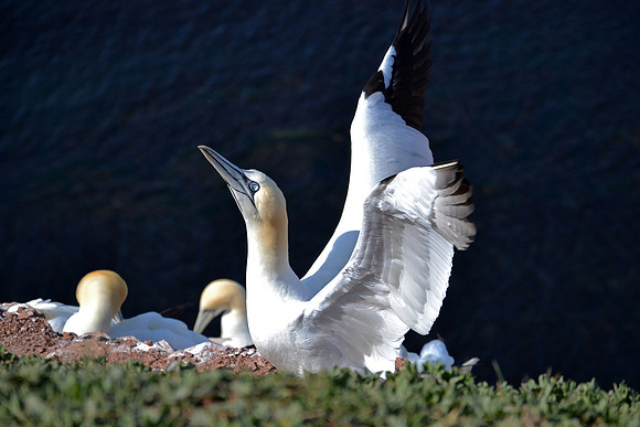 Detlef Erasmus - 2013 - Basstölpel Helgoland