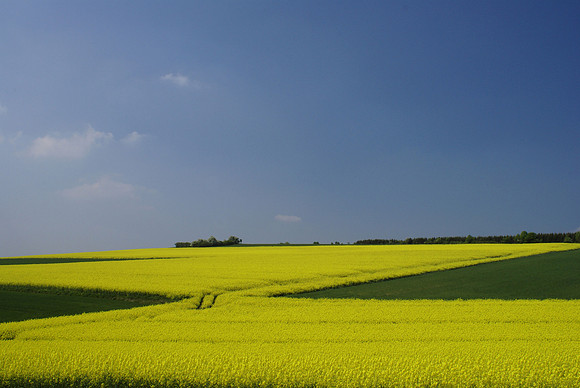 2009 - bei Eimbeckhausen/Nienstedt