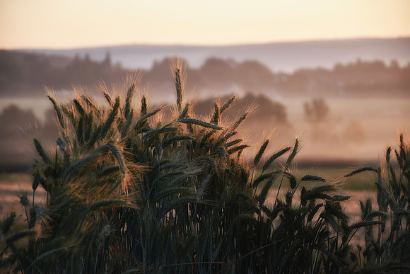 05-DE - Morgendämmerung