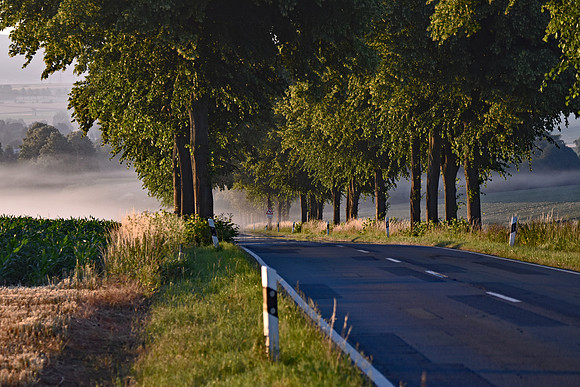 06-DE - Allee mit Nebelbank