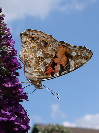Siegfried Adam: Der Schmetterling